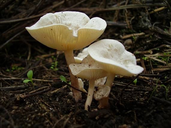 strmuľka Clitocybe sp.