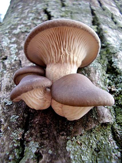 hliva ustricovitá Pleurotus ostreatus (Jacq.) P. Kumm.