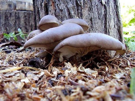 hliva ustricovitá Pleurotus ostreatus (Jacq.) P. Kumm.