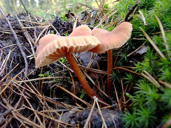 lakovka Laccaria sp.
