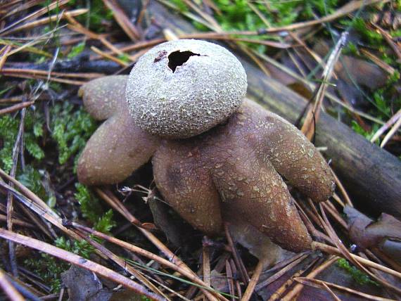 hviezdovec vlahojavný  (Astraeus hygrometricus)