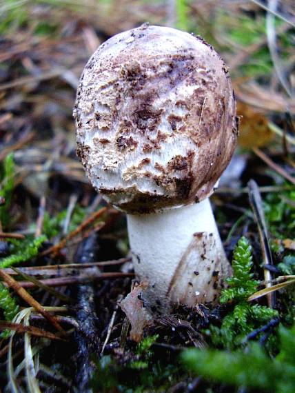 bedľa Macrolepiota sp.