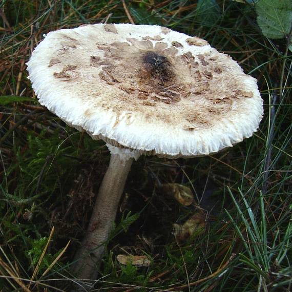 bedľa Macrolepiota sp.