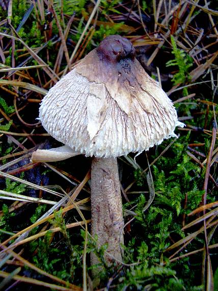 bedľa Macrolepiota sp.