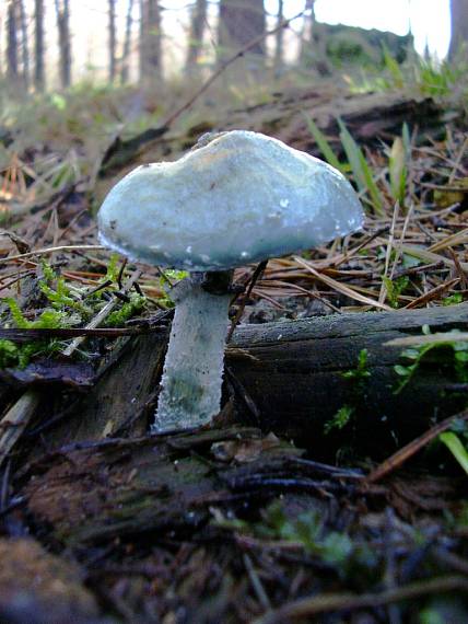 golierovka zelenkastá Stropharia aeruginosa (Curtis) Quél.