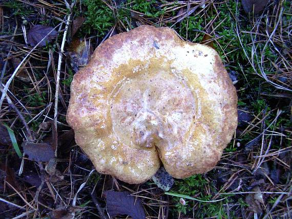čechračka Paxillus sp.