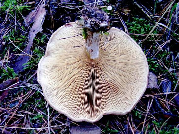 čechračka (Paxillus)