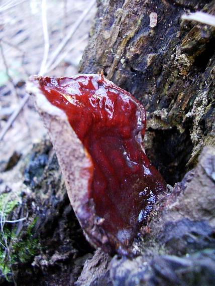 lesklokôrovka Ganoderma sp.