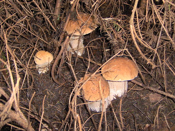 hríb smrekový Boletus edulis Bull.