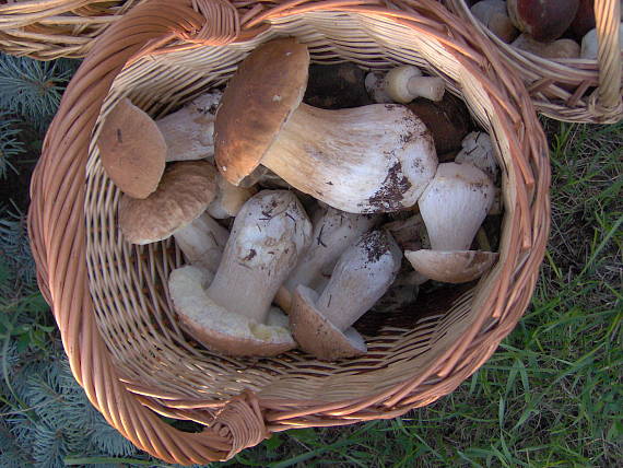 hríb smrekový Boletus edulis Bull.