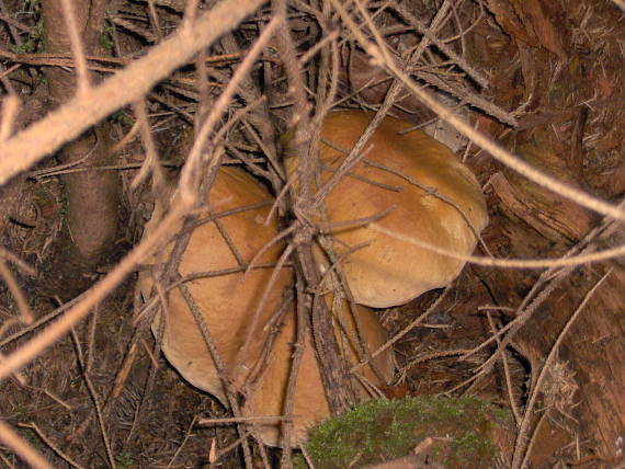 hríb smrekový Boletus edulis Bull.
