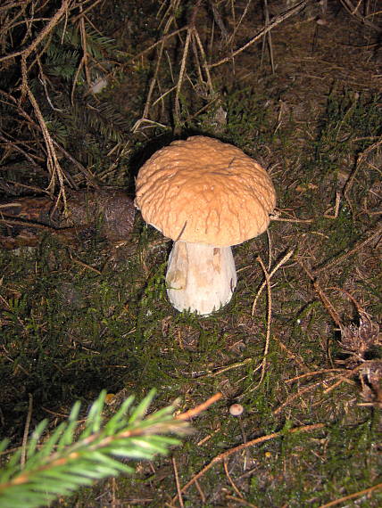 hríb sosnový Boletus pinophilus Pil. et Dermek in Pil.