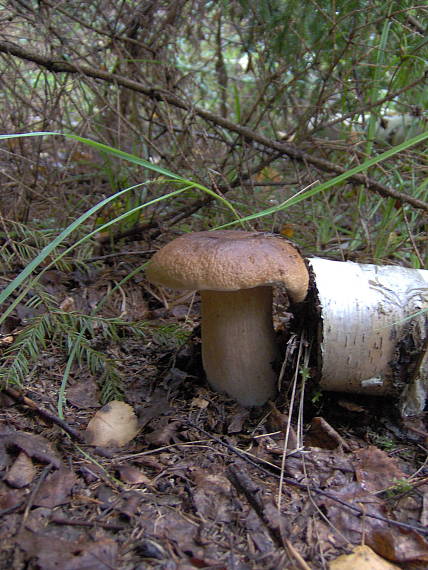 hríb smrekový Boletus edulis Bull.