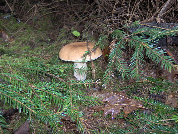 hríb smrekový Boletus edulis Bull.