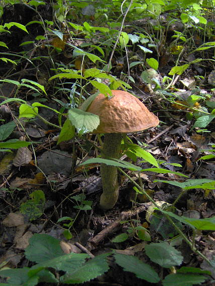 kozák osikový Leccinum albostipitatum den Bakker & Noordel.