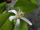 kvet citronovníka