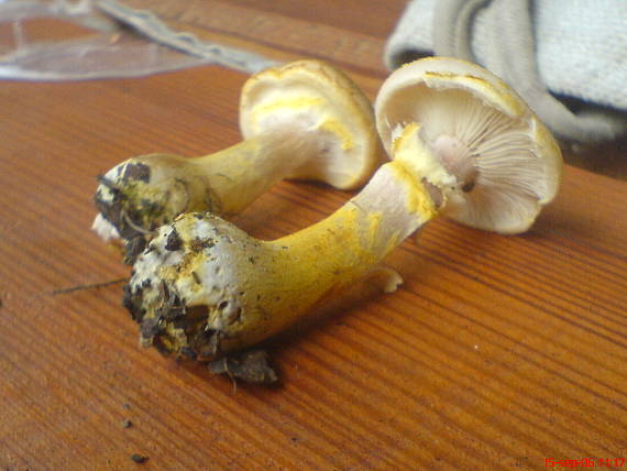 podpňovka žltá Armillaria gallica Marxm. & Romagn.