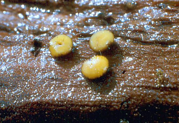 míhavka tenkovýtrusá Vibrissea leptospora  (Berk. & Broome) W. Phillips