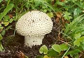 muchomůrka ježohlavá - Muchotrávka ostnatá