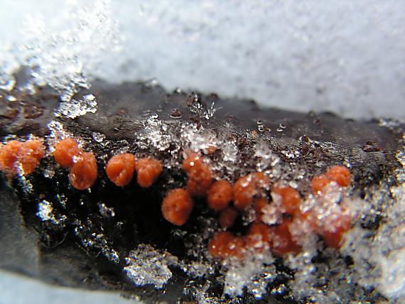rážovka rumělková - Hlivka červená Nectria cinnabarina (Tode) Fr.