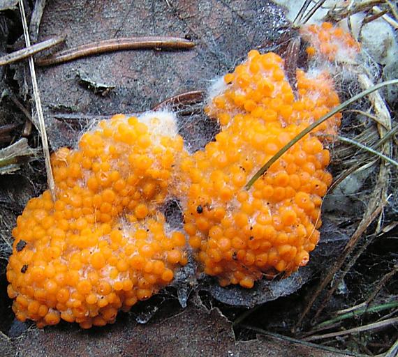 oranžovka vřetenovýtrusá - Vláknohlivka vretenovitovýtrusná Byssonectria fusispora (Berk.) Rogerson & Korf
