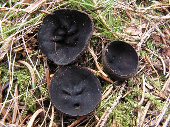 ušíčko černé - Misôčka tmavá Pseudoplectania nigrella (Pers.) Fuckel