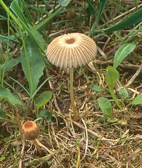 hnojník řasnatý - Hnojník ozdobný Parasola plicatilis (Curtis) Redhead, Vilgalys & Hopple