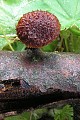 kržatka ježatá - Šupináčik obyčajný