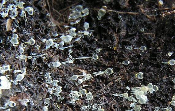 měchomršť krystalický - Mrštec jagavý Pilobolus crystallinus (F.H. Wigg.) Tode