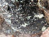 měchomršť krystalický - Mrštec jagavý