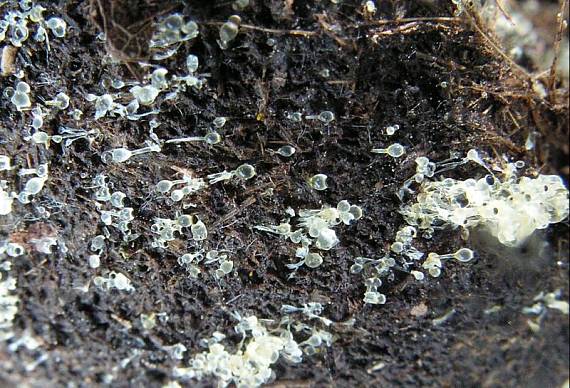 měchomršť krystalický - Mrštec jagavý Pilobolus crystallinus (F.H. Wigg.) Tode