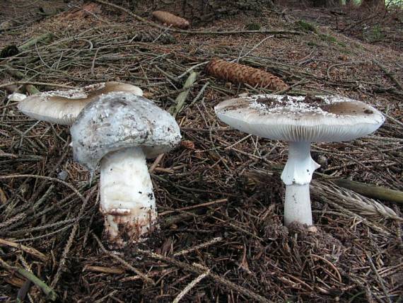 muchomůrka tygrovaná - Muchotrávka tigrovaná Amanita pantherina (DC.) Krombh.