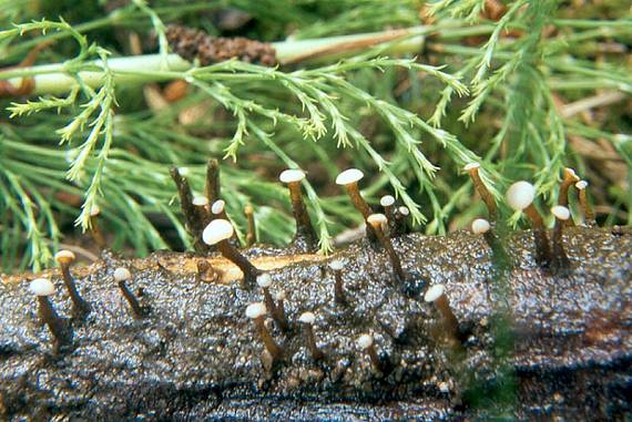 míhavka vodní - Mihavka vodná Vibrissea truncorum (Alb. & Schwein.) Fr.