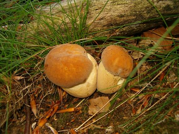 hríb dubový Boletus reticulatus Schaeff.