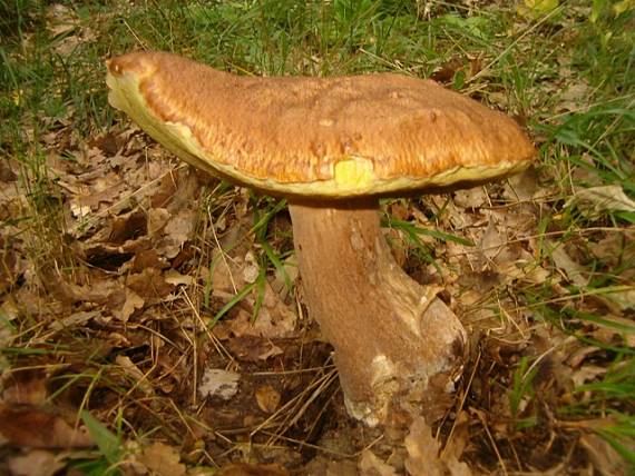 hríb dubový Boletus reticulatus Schaeff.