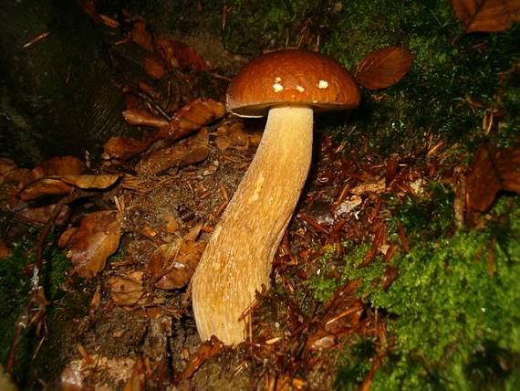 hríb dubový Boletus reticulatus Schaeff.