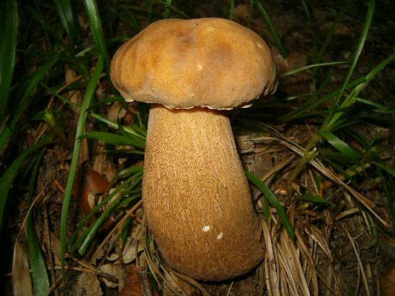 hríb dubový Boletus reticulatus Schaeff.