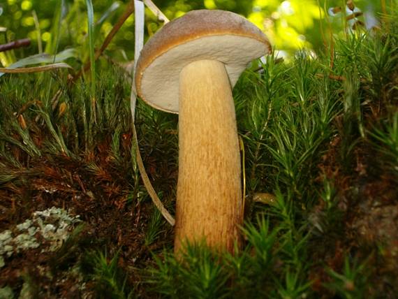 hríb smrekový Boletus edulis Bull.