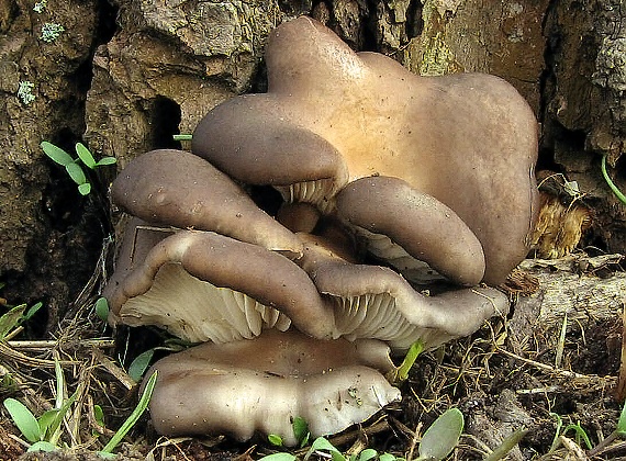 hliva ustricovitá Pleurotus ostreatus (Jacq.) P. Kumm.