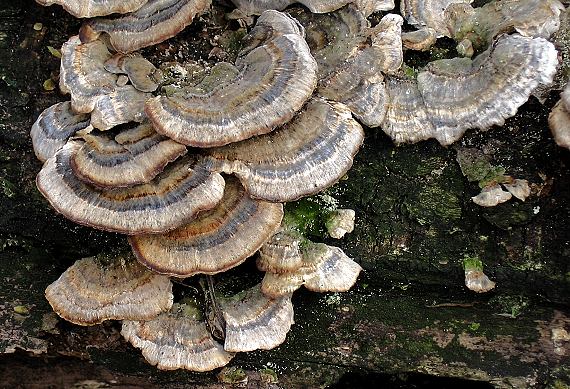 trúdnikovec pestrý Trametes versicolor (L.) Lloyd