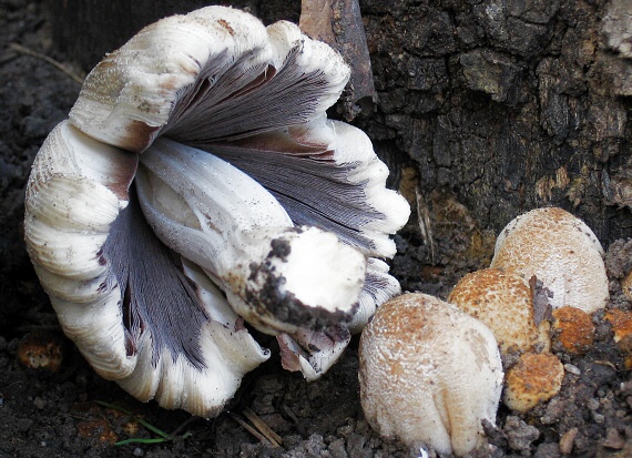 hnojník okrový Coprinellus domesticus (Bolton) Vilgalys, Hopple & Jacq. Johnson