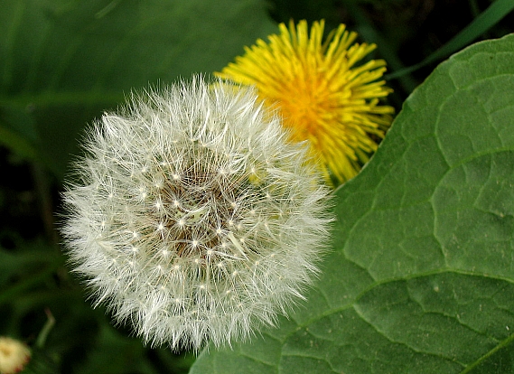 púpava Taraxacum sect. Ruderalia Kirschner, H. Øllgaard et Štěpánek