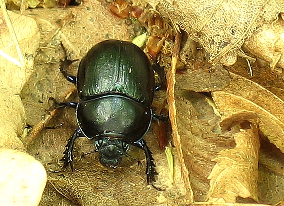 lajniak obyčajný Geotrupes stercorarius L.