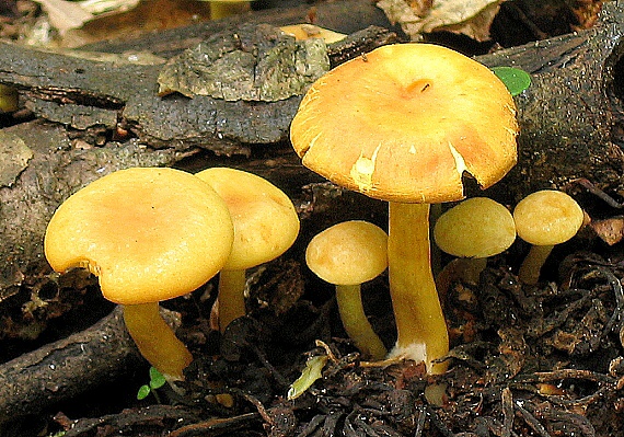 strapcovka Hypholoma sp.