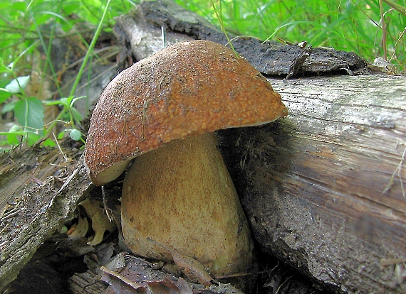 hríb sosnový Boletus pinophilus Pil. et Dermek in Pil.