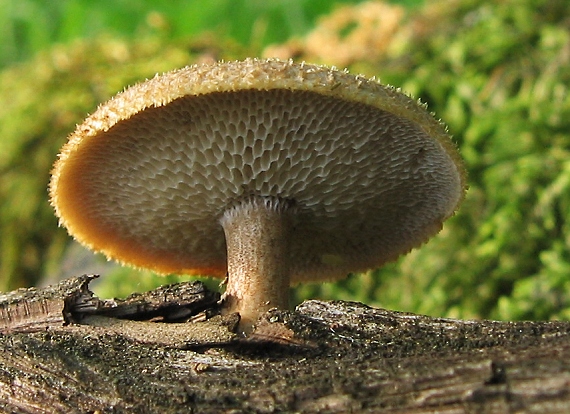trúdnik plástovitý Lentinus arcularius (Batsch) Zmitr.