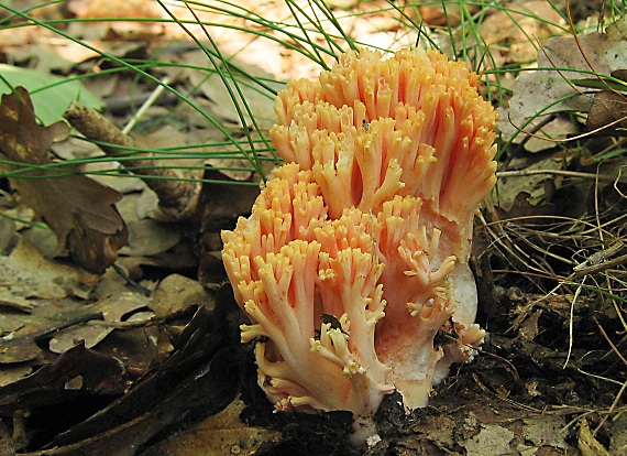 strapačka Ramaria sp.