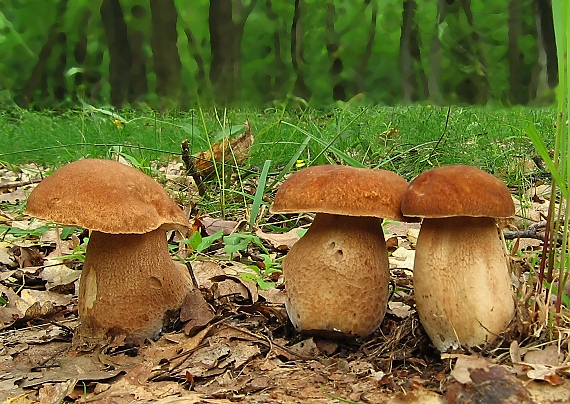hríb dubový Boletus reticulatus Schaeff.