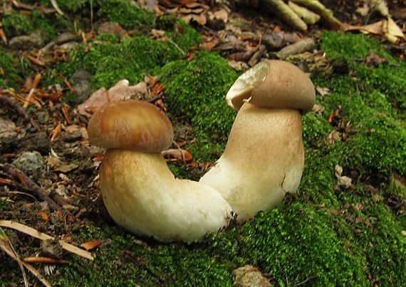 hríb dubový Boletus reticulatus Schaeff.