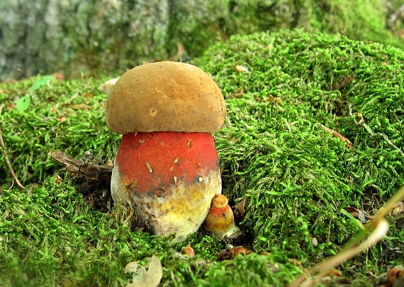 hríb zrnitohlúbikový Neoboletus luridiformis (Rostk.) G. Wu & Zhu L. Yang